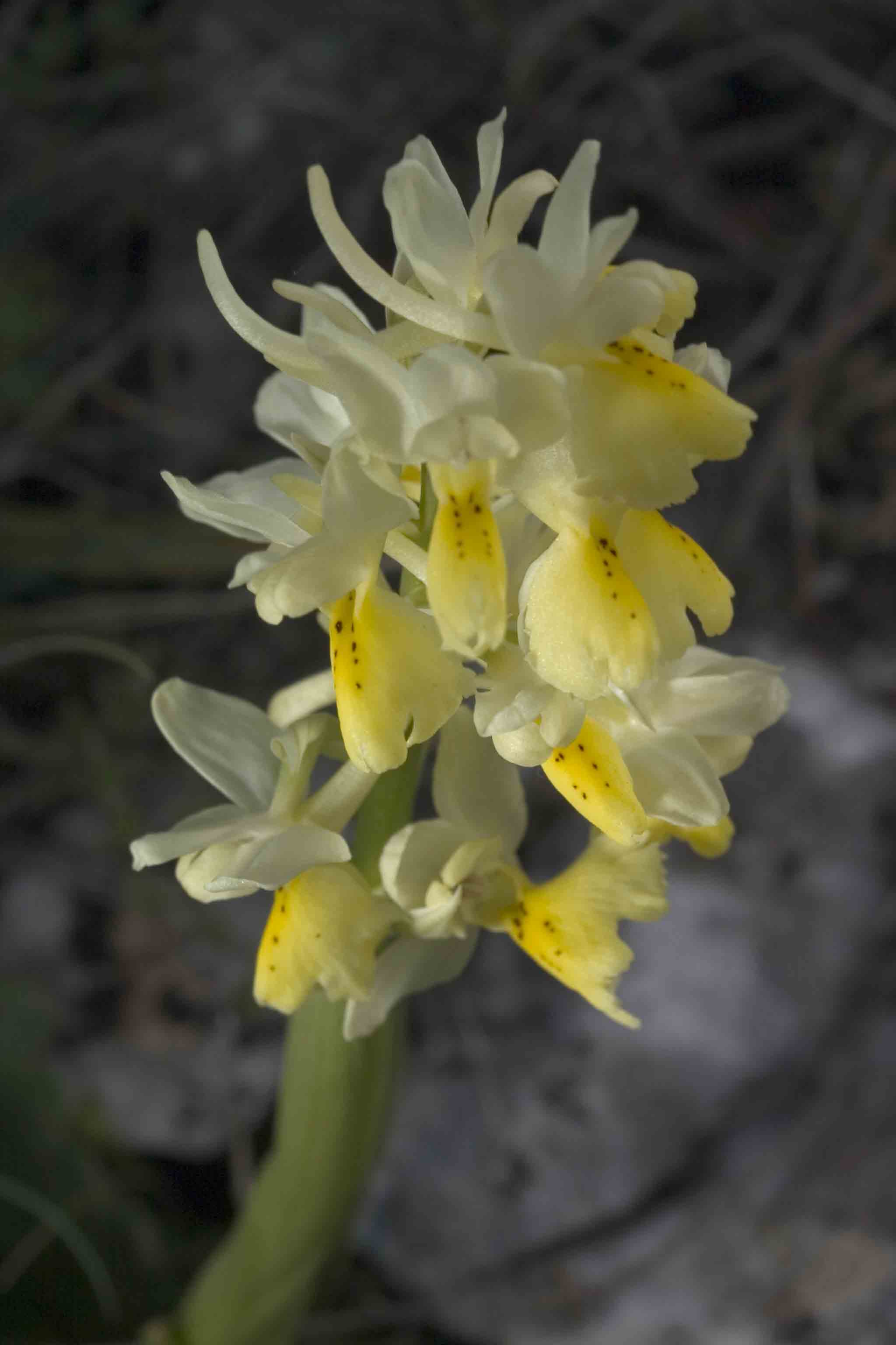 Orchidea abruzzese